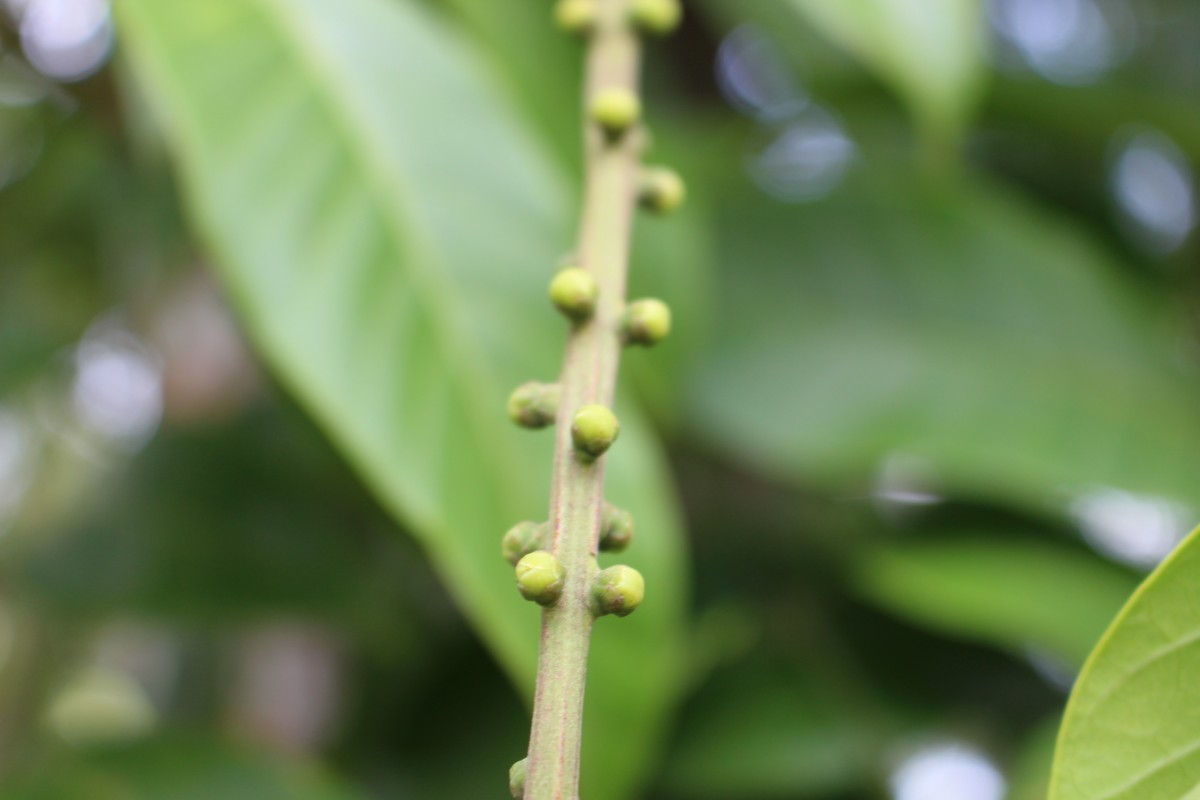 Aphanamixis polystachya (Wall.) R.Parker